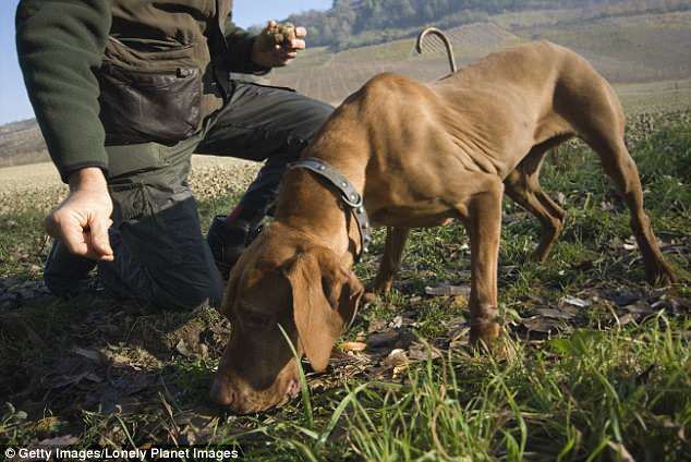 Go truffle hunting with a friendly hound on a seven-night Chateaux, Rivers & Wine cruise from Bordeaux